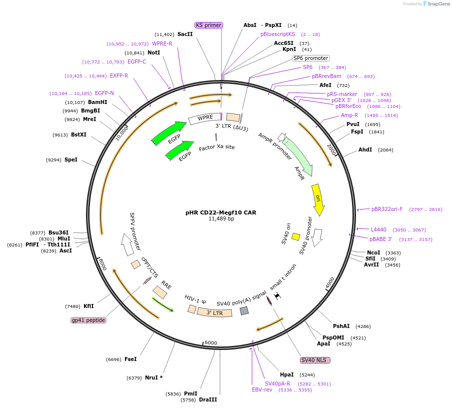 113016-plasmid-map-sequence-id-342133