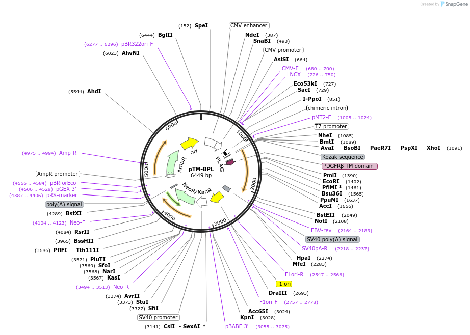 173766-plasmid-map-sequence-id-342142
