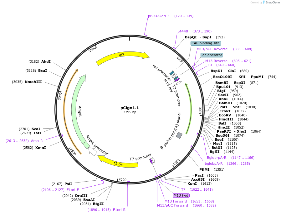 173686-plasmid-map-sequence-id-342166
