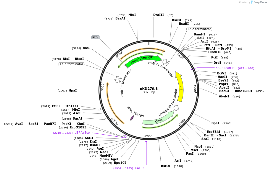 173171-plasmid-map-sequence-id-342167