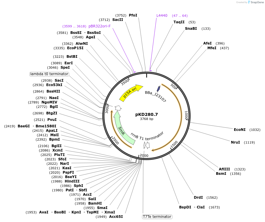 173172-plasmid-map-sequence-id-342168