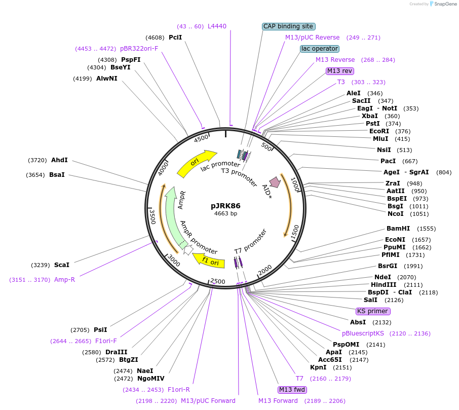 173743-plasmid-map-sequence-id-342187