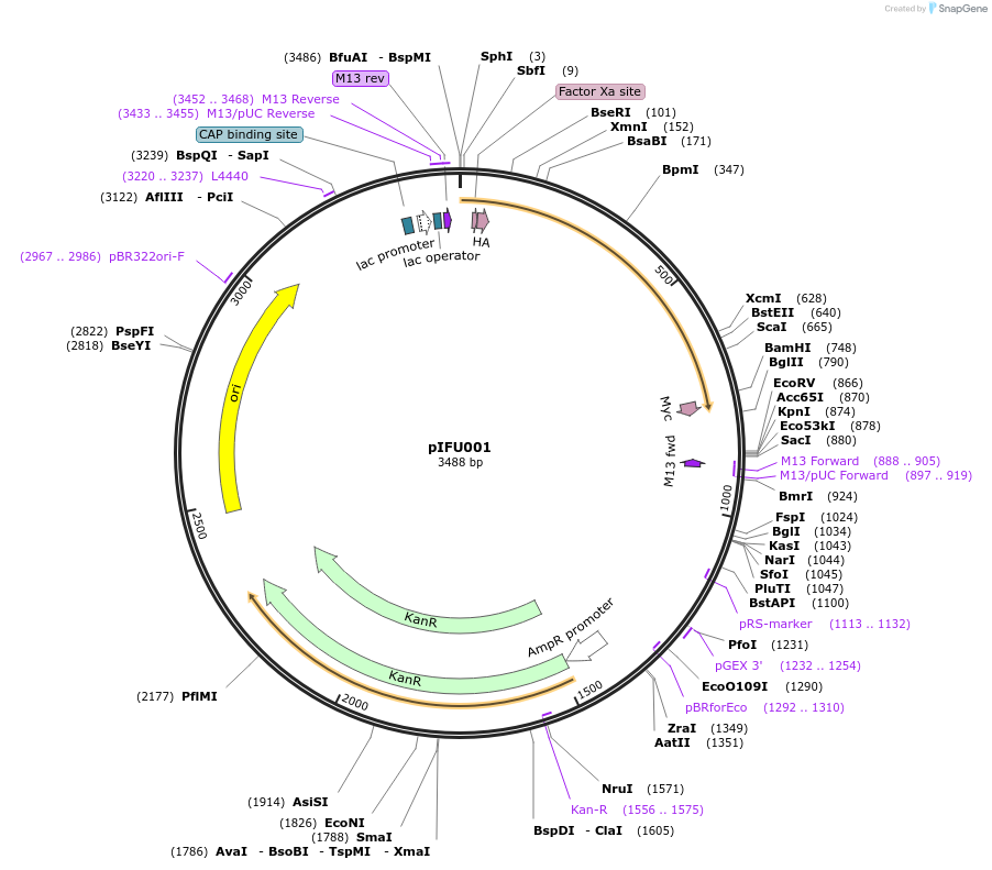 174298-plasmid-map-sequence-id-342193