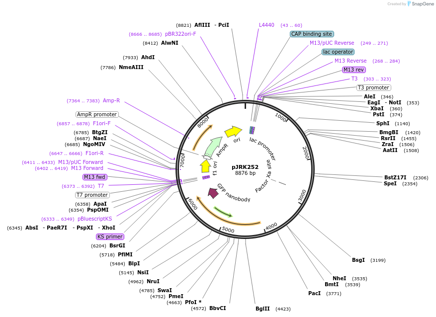 173749-plasmid-map-sequence-id-342208