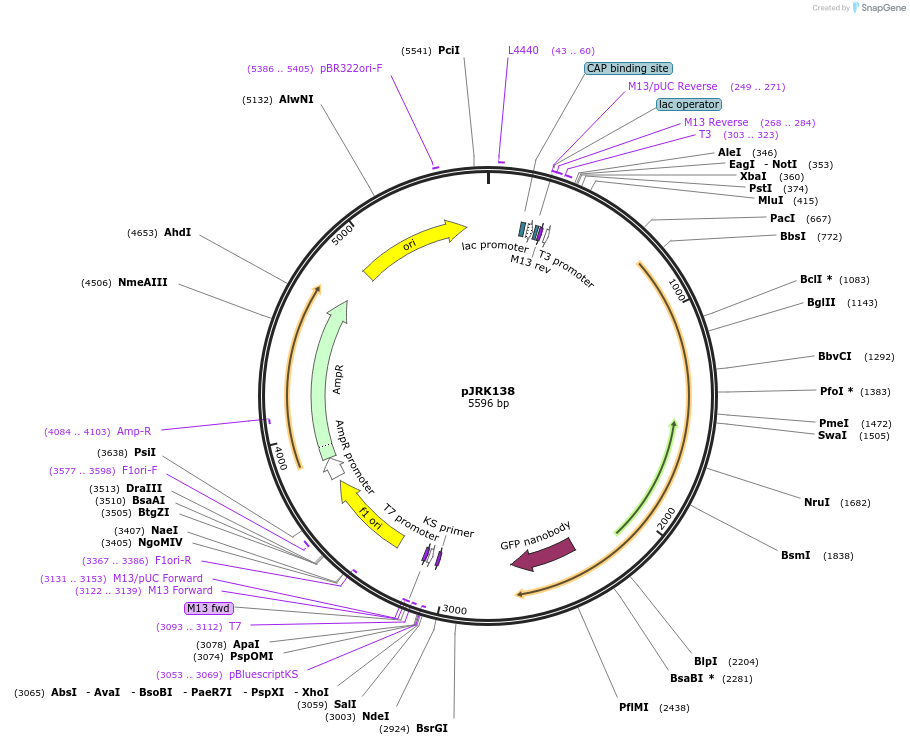 173746-plasmid-map-sequence-id-342214