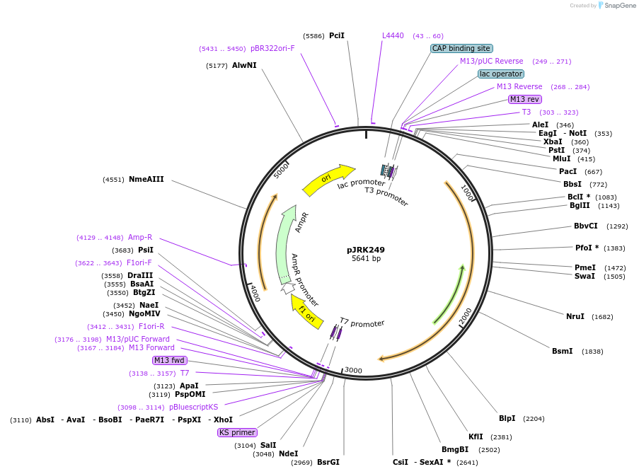 173747-plasmid-map-sequence-id-342215