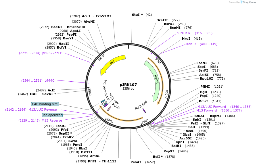 173731-plasmid-map-sequence-id-342218