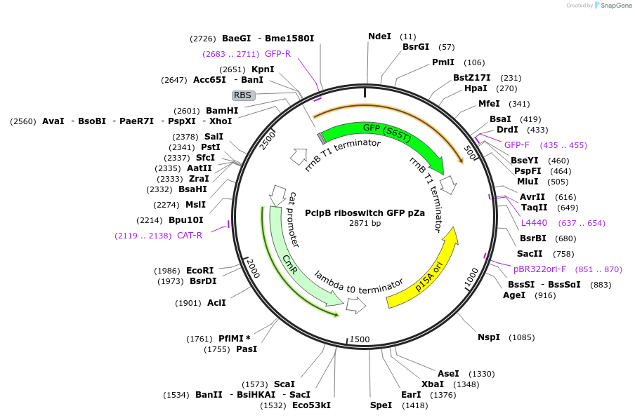 170078-plasmid-map-sequence-id-342219