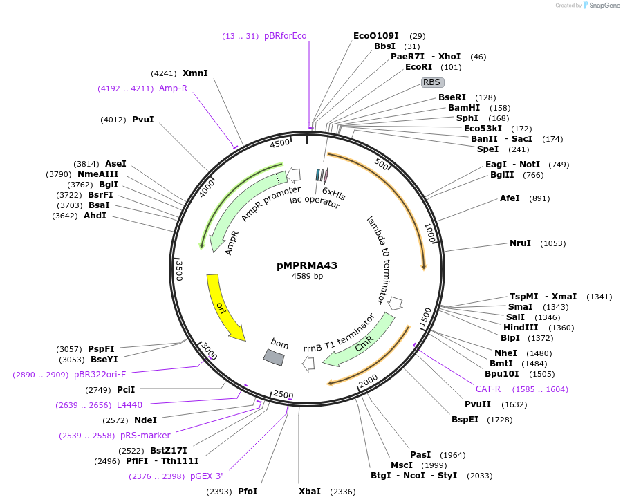 172944-plasmid-map-sequence-id-342228