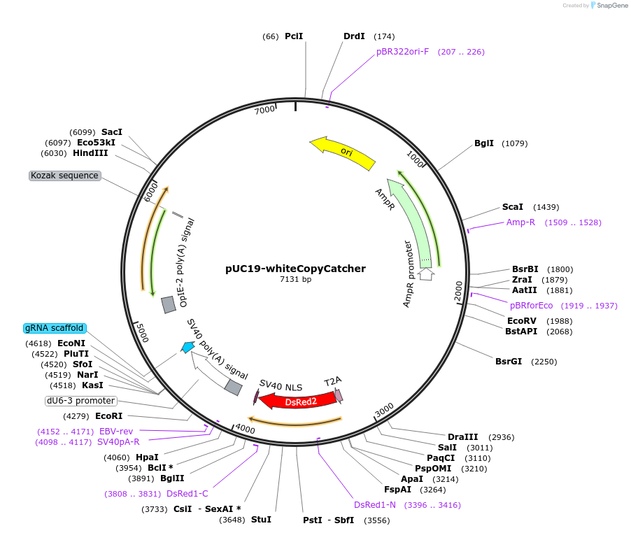 174062-plasmid-map-sequence-id-342232