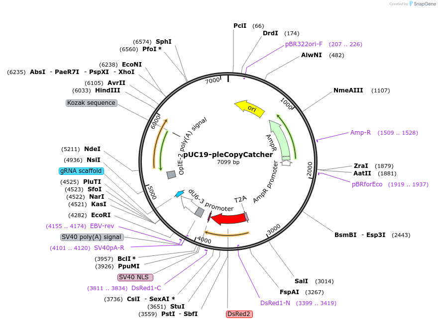 174061-plasmid-map-sequence-id-342234