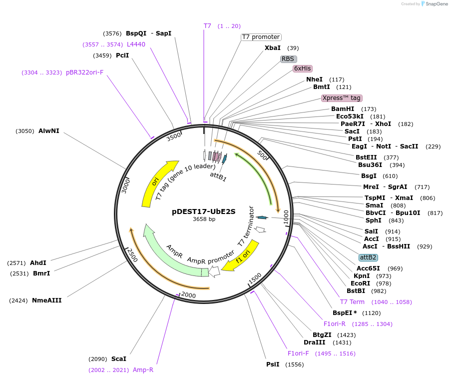15807-plasmid-map-sequence-id-342236