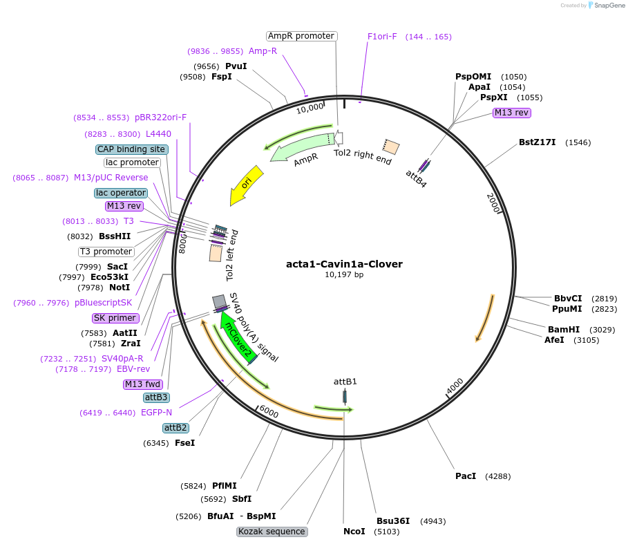 163852-plasmid-map-sequence-id-342305