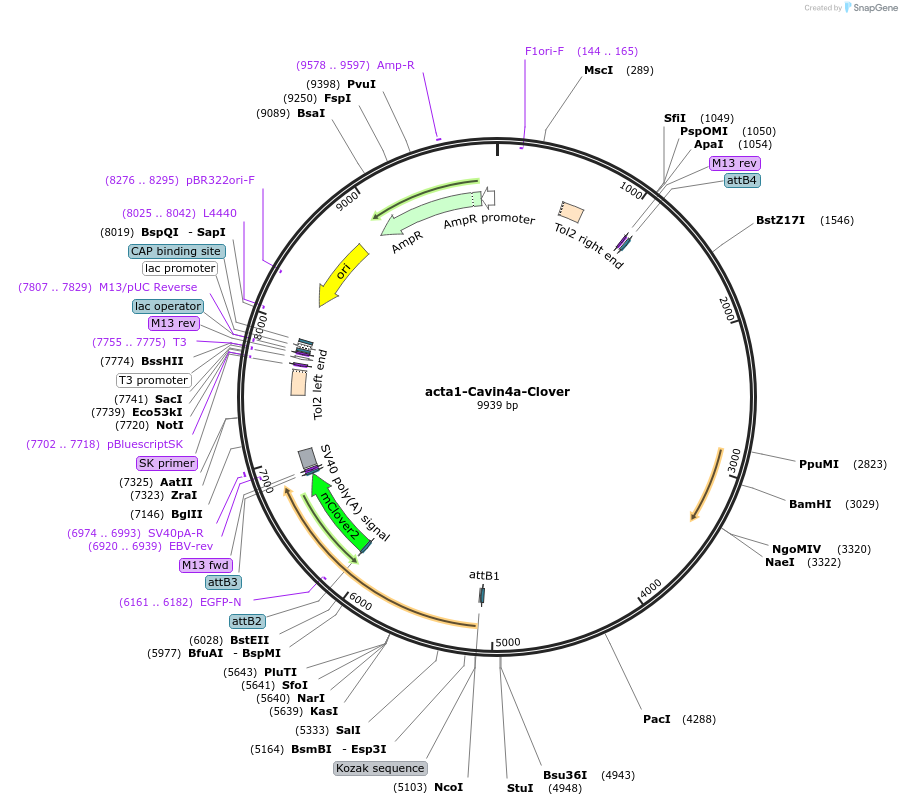 163853-plasmid-map-sequence-id-342306