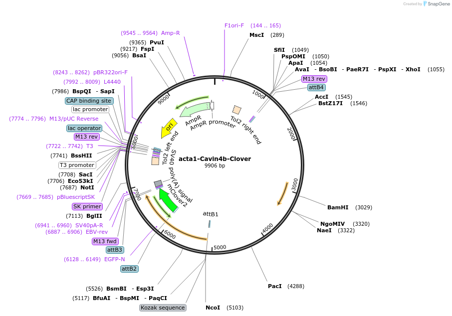 163854-plasmid-map-sequence-id-342307
