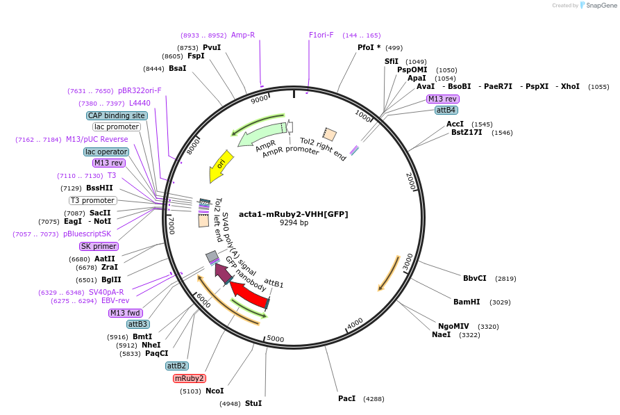163856-plasmid-map-sequence-id-342312