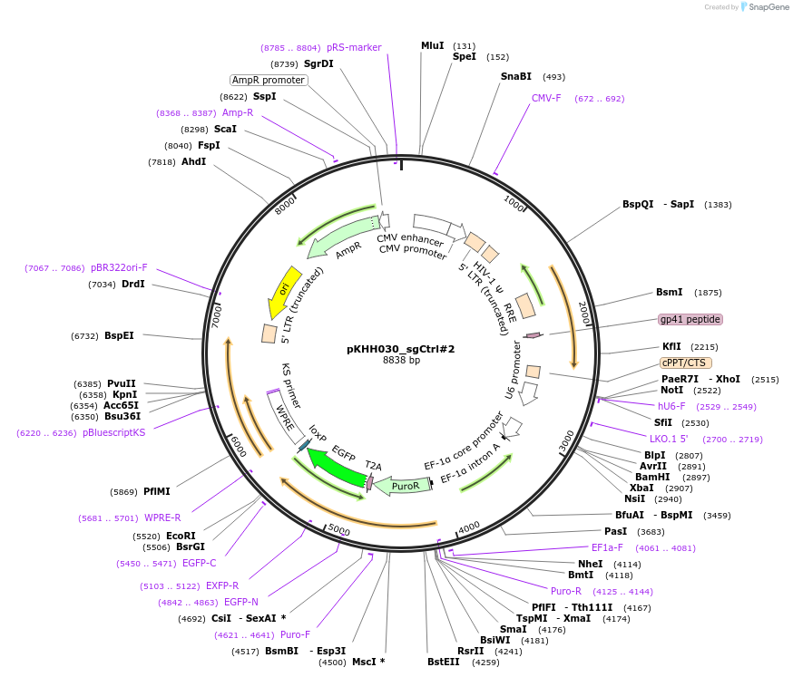 174143-plasmid-map-sequence-id-342333