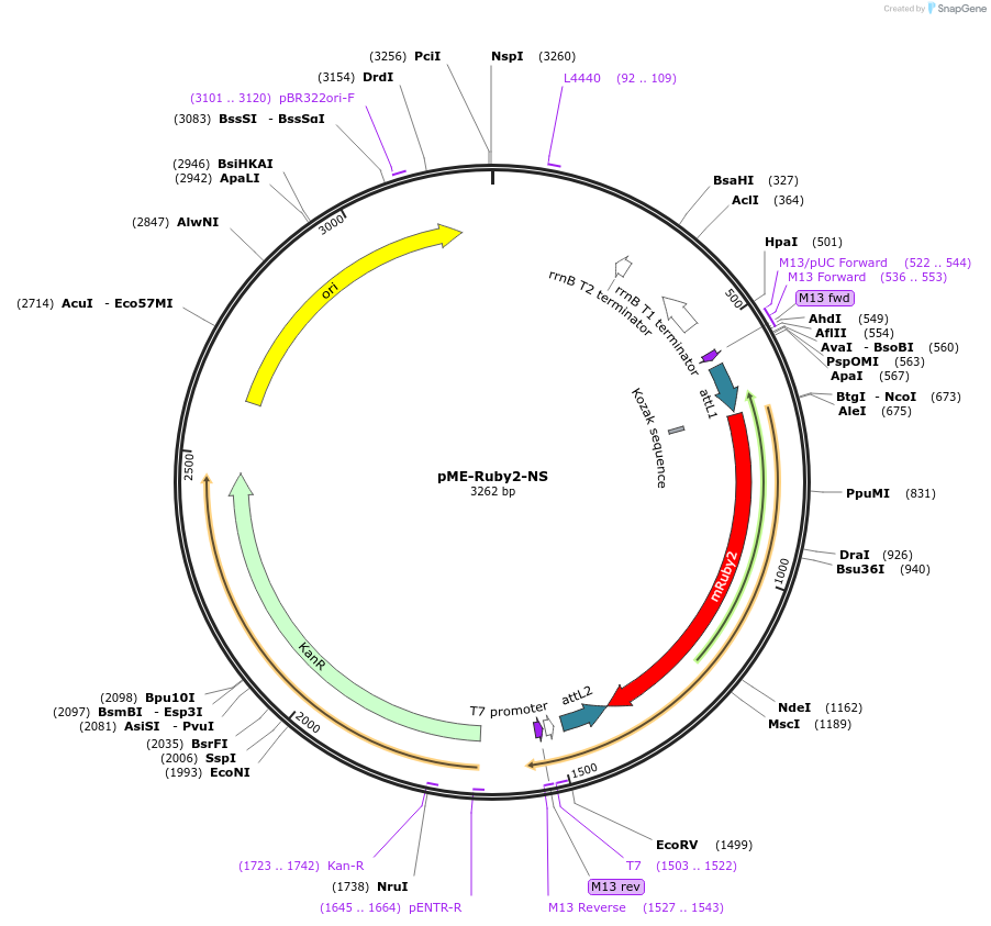 166569-plasmid-map-sequence-id-342348