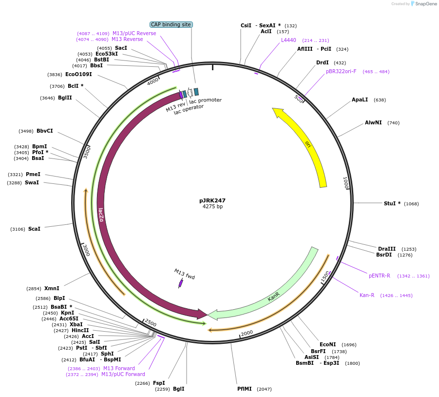 173734-plasmid-map-sequence-id-342352