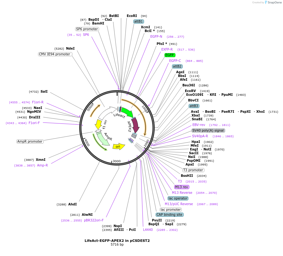170523-plasmid-map-sequence-id-342354