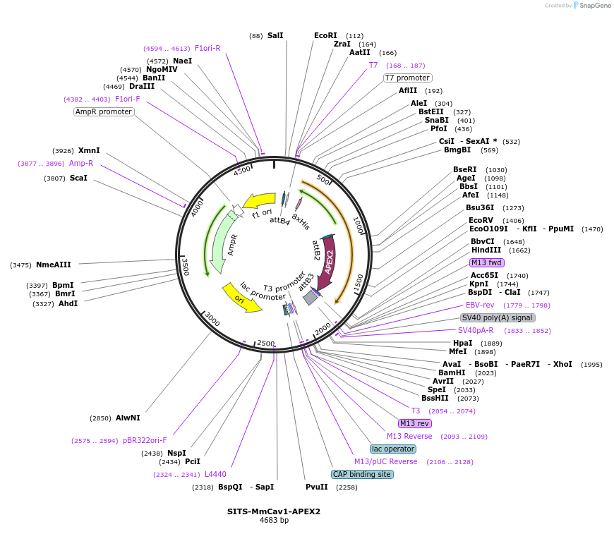 170526-plasmid-map-sequence-id-342359