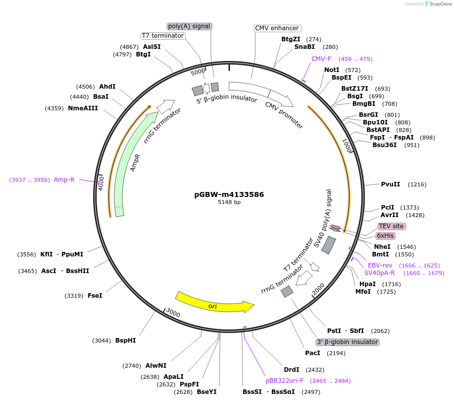 152328-plasmid-map-sequence-id-342371