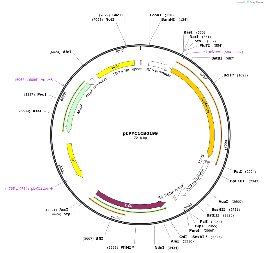 154655-plasmid-map-sequence-id-342375