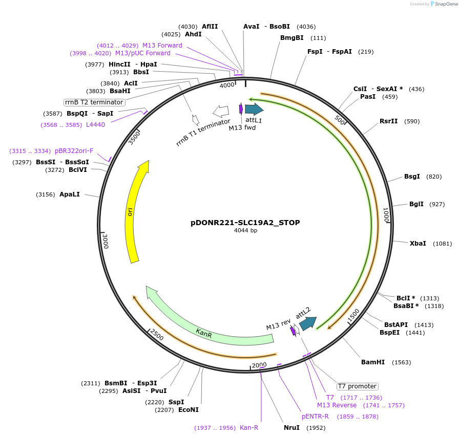 161199-plasmid-map-sequence-id-342377