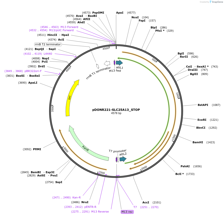 161204-plasmid-map-sequence-id-342379