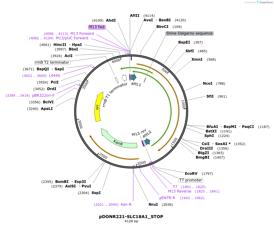 161151-plasmid-map-sequence-id-342380