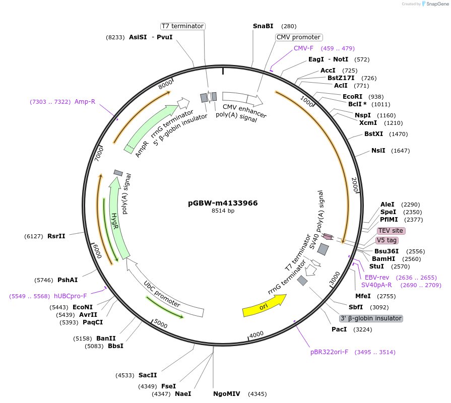 152719-plasmid-map-sequence-id-342384