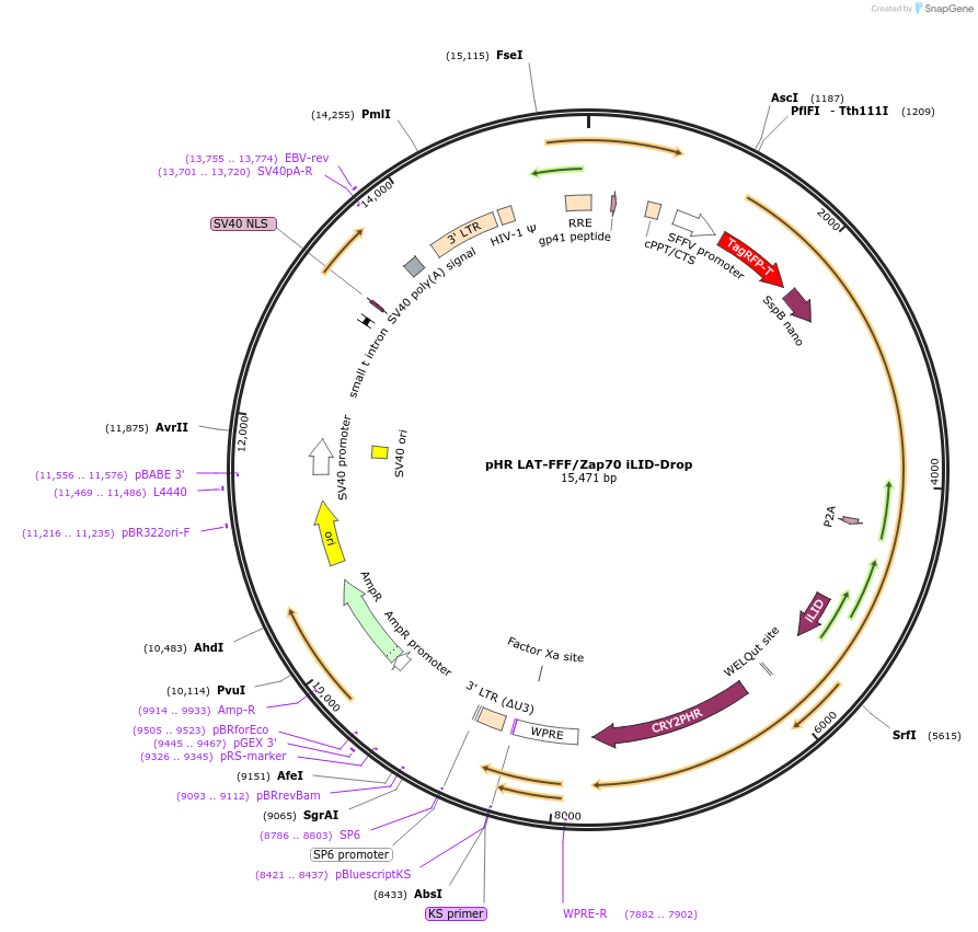 171032-plasmid-map-sequence-id-342385
