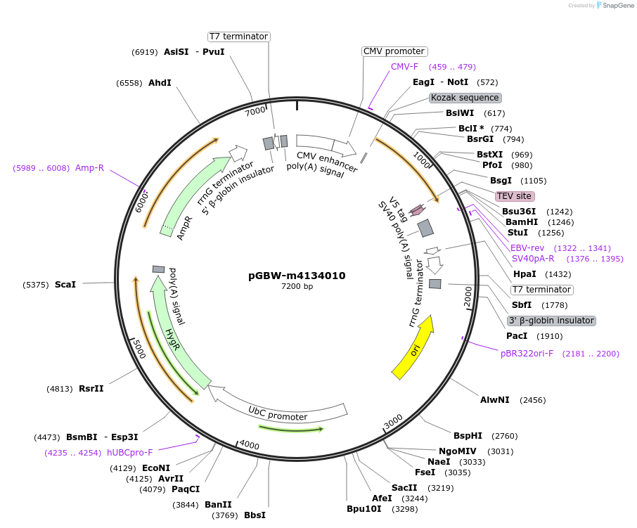 152437-plasmid-map-sequence-id-342386