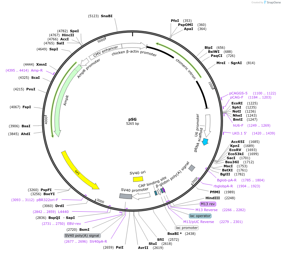169416-plasmid-map-sequence-id-342406