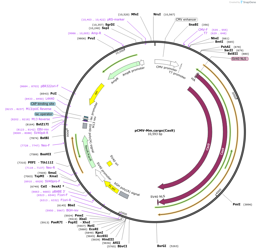 174865-plasmid-map-sequence-id-342429