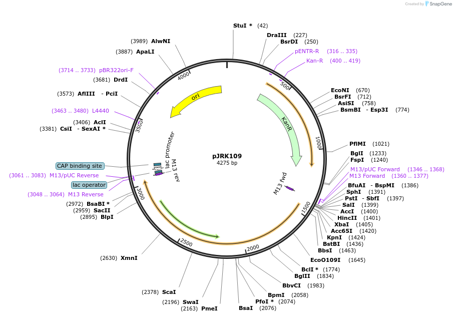 173733-plasmid-map-sequence-id-342435