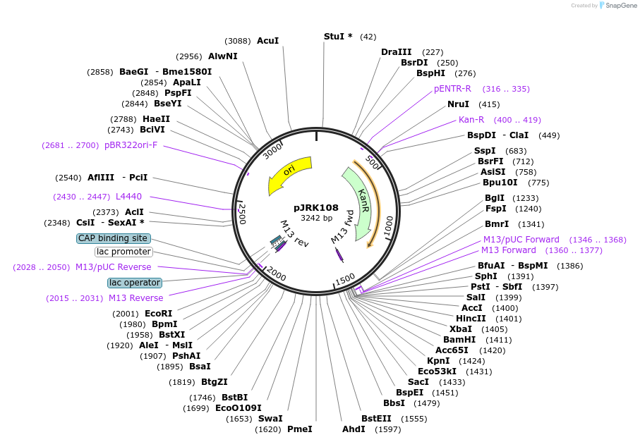 173732-plasmid-map-sequence-id-342444