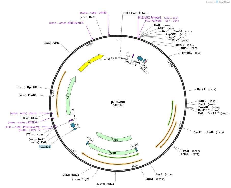 173755-plasmid-map-sequence-id-342446