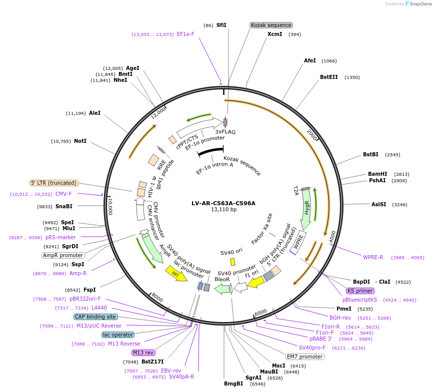 171220-plasmid-map-sequence-id-342449