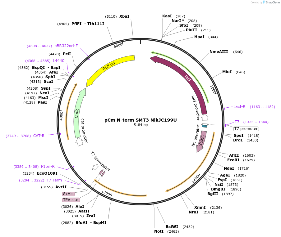 174210-plasmid-map-sequence-id-342456