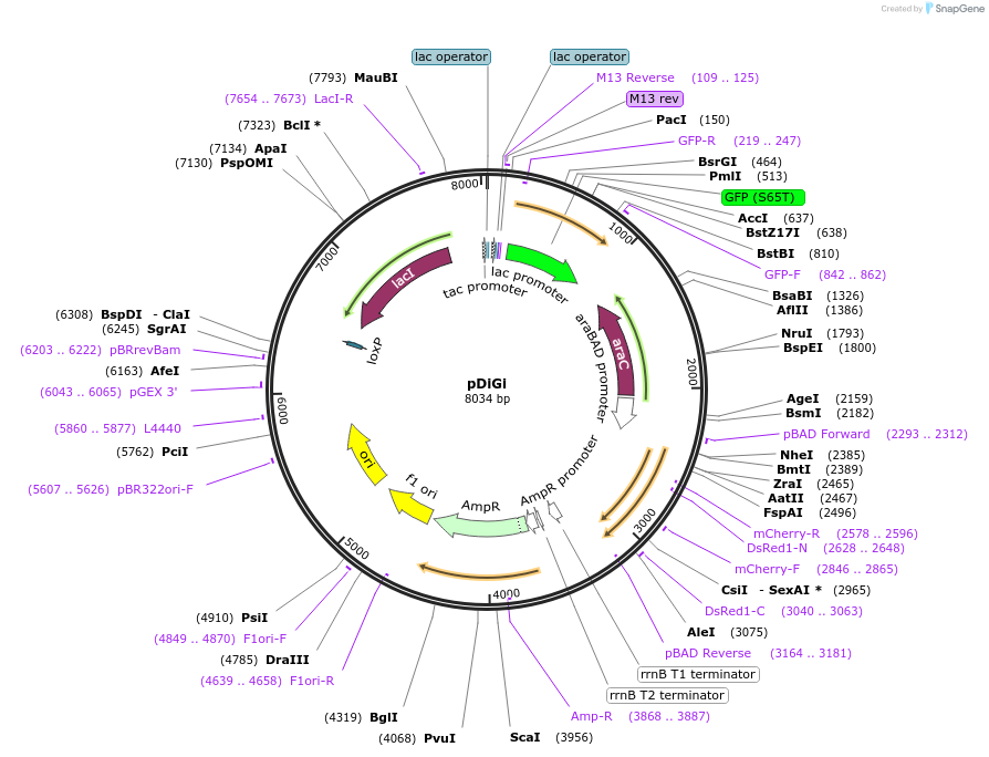 59323-plasmid-map-sequence-id-342531