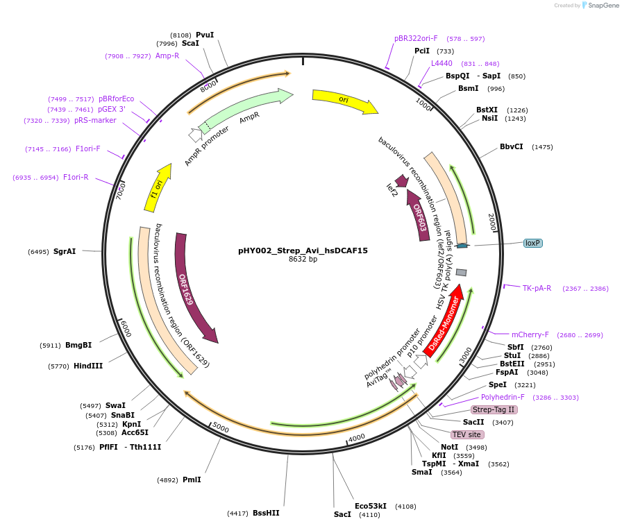 174479-plasmid-map-sequence-id-342532