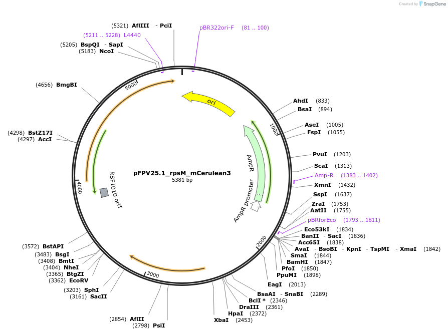 124904-plasmid-map-sequence-id-342534