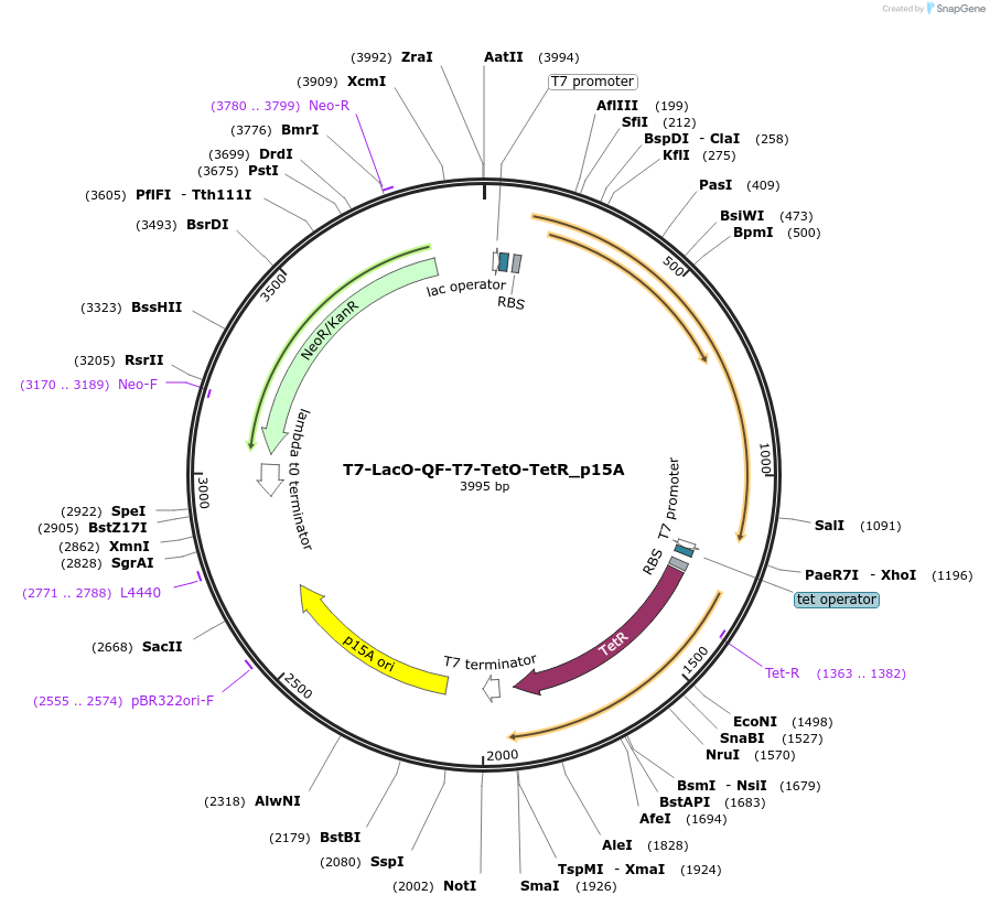 171661-plasmid-map-sequence-id-342537