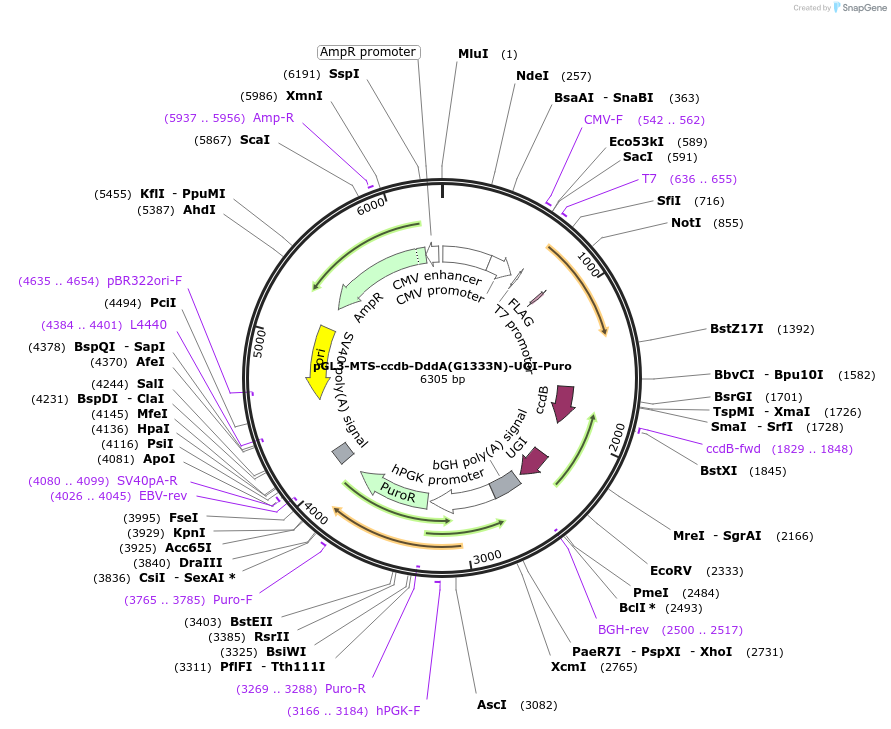 173229-plasmid-map-sequence-id-342552