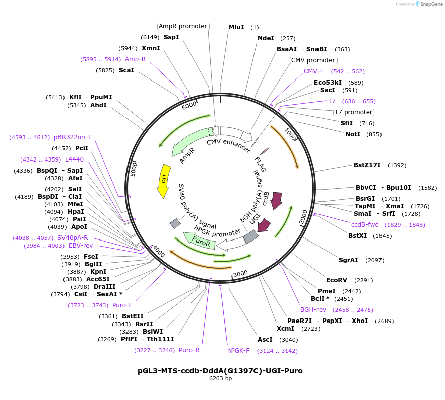 173230-plasmid-map-sequence-id-342555