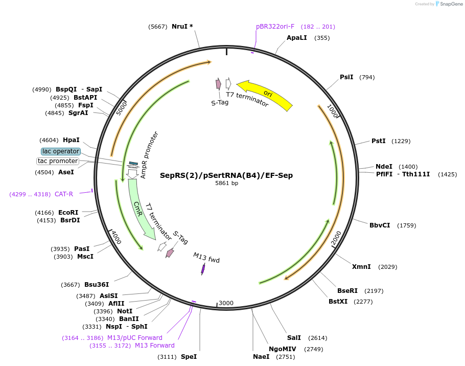 173897-plasmid-map-sequence-id-342748