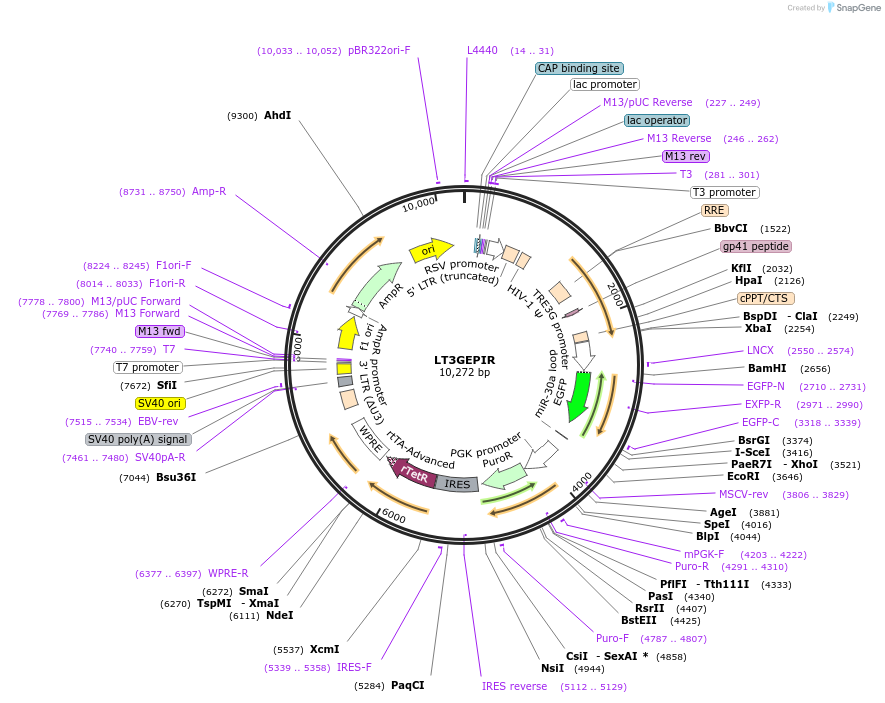 111177-plasmid-map-sequence-id-342766