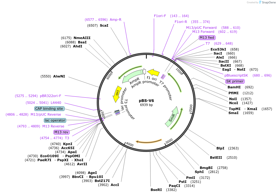 173795-plasmid-map-sequence-id-342769