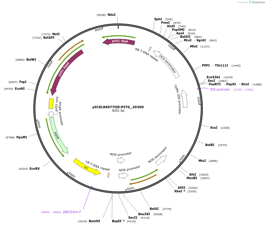 173555-plasmid-map-sequence-id-342789